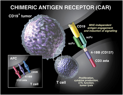 嵌合抗原受体（CAR）构建服务; Chimeric Antigen Receptor (CAR) Construction Service
