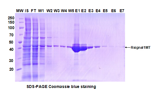 昆蟲(chóng)桿狀病毒表達(dá)系統(tǒng)；Protein Expression in Baculovirus