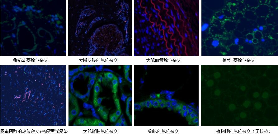 In Situ Hybridization (ISH); 原位雜交ISH In Situ Hybridization (ISH); 原位雜交ISH
