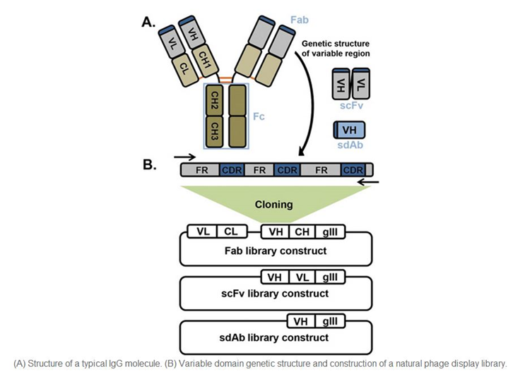 抗離子通道蛋白抗體制被服務(wù)（Anti-Ion Channel Antibody Production Service）