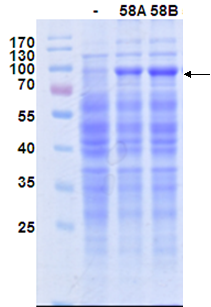 枯草芽孢桿菌表達系統;Protein Expression in Bacillus subtilis 枯草芽孢桿菌表達系統;Protein Expression in Bacillus subtilis