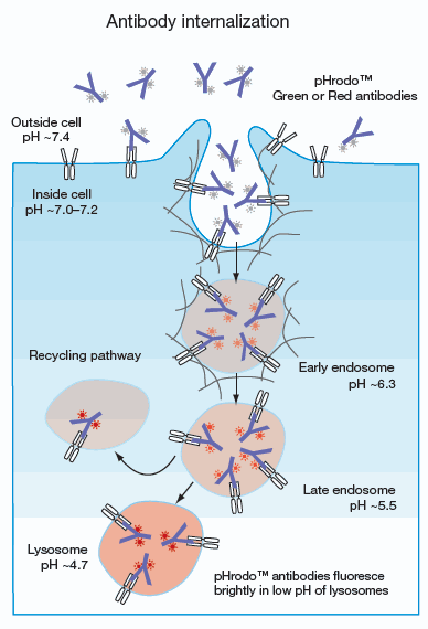 内化抗体筛选；Internalizing Antibody Screening