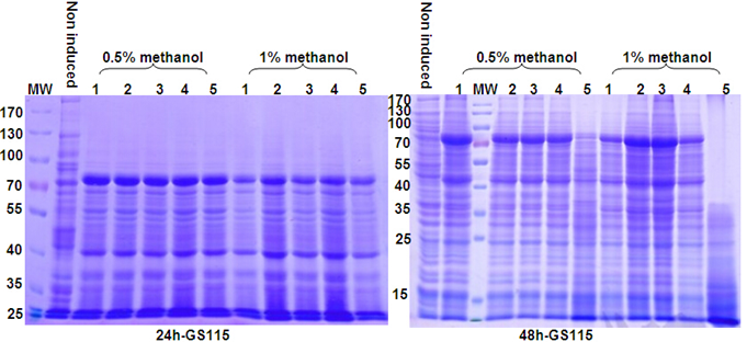 酵母蛋白表达系统；Protein Expression in Yeast