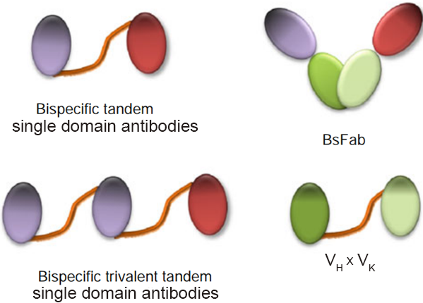双特异性纳米抗体制备；Bispecific Nanobody Production