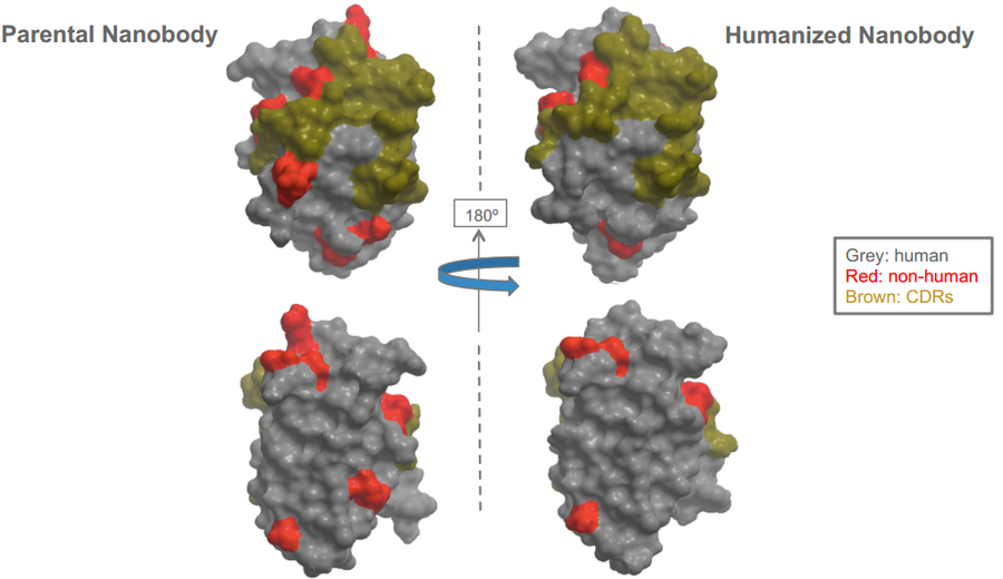 人源/人源化納米抗體制備;Human or Humanized Nanobody Production 人源/人源化納米抗體制備;Human or Humanized Nanobody Production