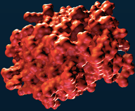 治疗性抗体和蛋白生产; Theraputic Antibody & Protein Production