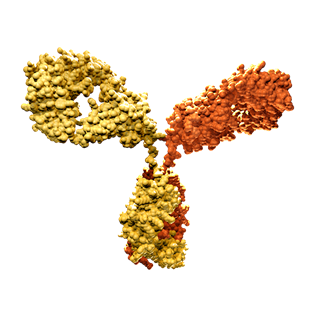 双特异性抗体制备; Bispecific Antibody Production