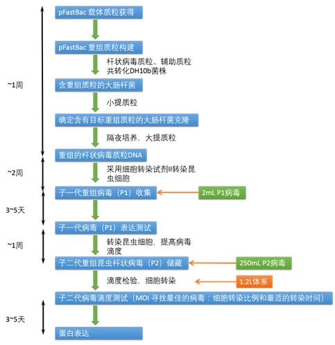 昆蟲桿狀病毒表達系統(tǒng)；Protein Expression in Baculovirus