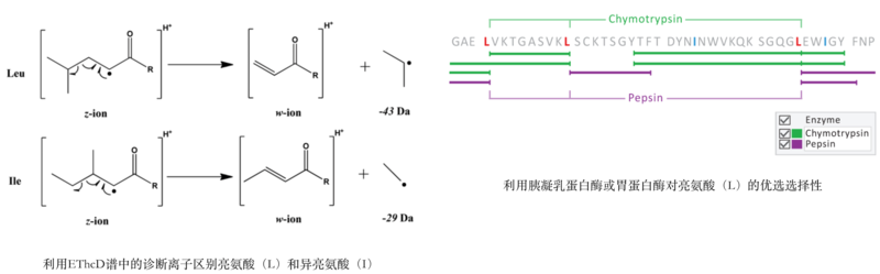 亮氨酸（L）和异亮氨酸（I）的确定.png