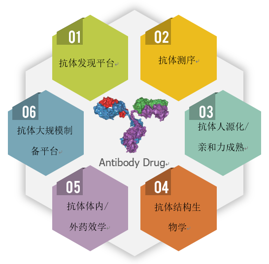 抗體測序, 抗體人源化/親和力成熟, 抗體結構生物學 抗體測序, 抗體人源化/親和力成熟, 抗體結構生物學