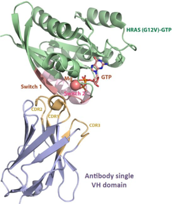 基于生物信息學預測;Epitope Prediction for the Identification of Antibody Epitopes 基于生物信息學預測;Epitope Prediction for the Identification of Antibody Epitopes
