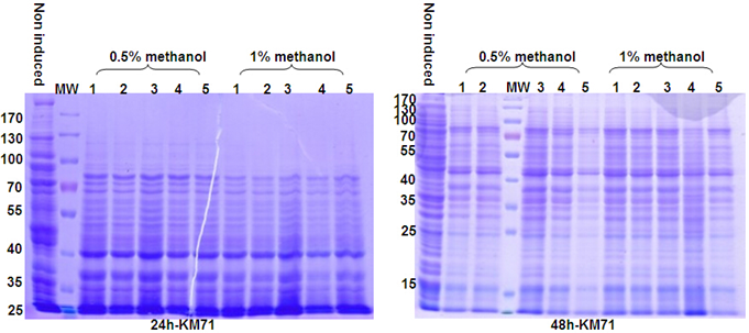 酵母蛋白表达系统；Protein Expression in Yeast