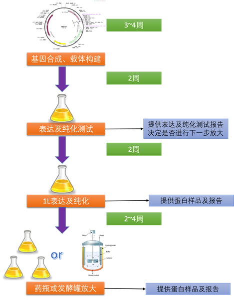 枯草芽孢桿菌表達系統;Protein Expression in Bacillus subtilis 枯草芽孢桿菌表達系統;Protein Expression in Bacillus subtilis