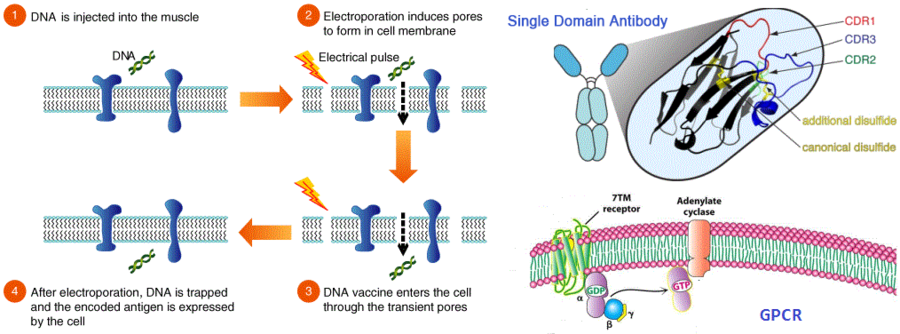 DNA免疫技術制備膜蛋白納米抗體;Nanobody Discovery against Membrane Proteins by DNA Immunization DNA免疫技術制備膜蛋白納米抗體;Nanobody Discovery against Membrane Proteins by DNA Immunization