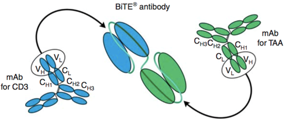 雙特異性T細胞銜接抗體; Bispecific T cell Engager (BiTE) 雙特異性T細胞銜接抗體; Bispecific T cell Engager (BiTE)